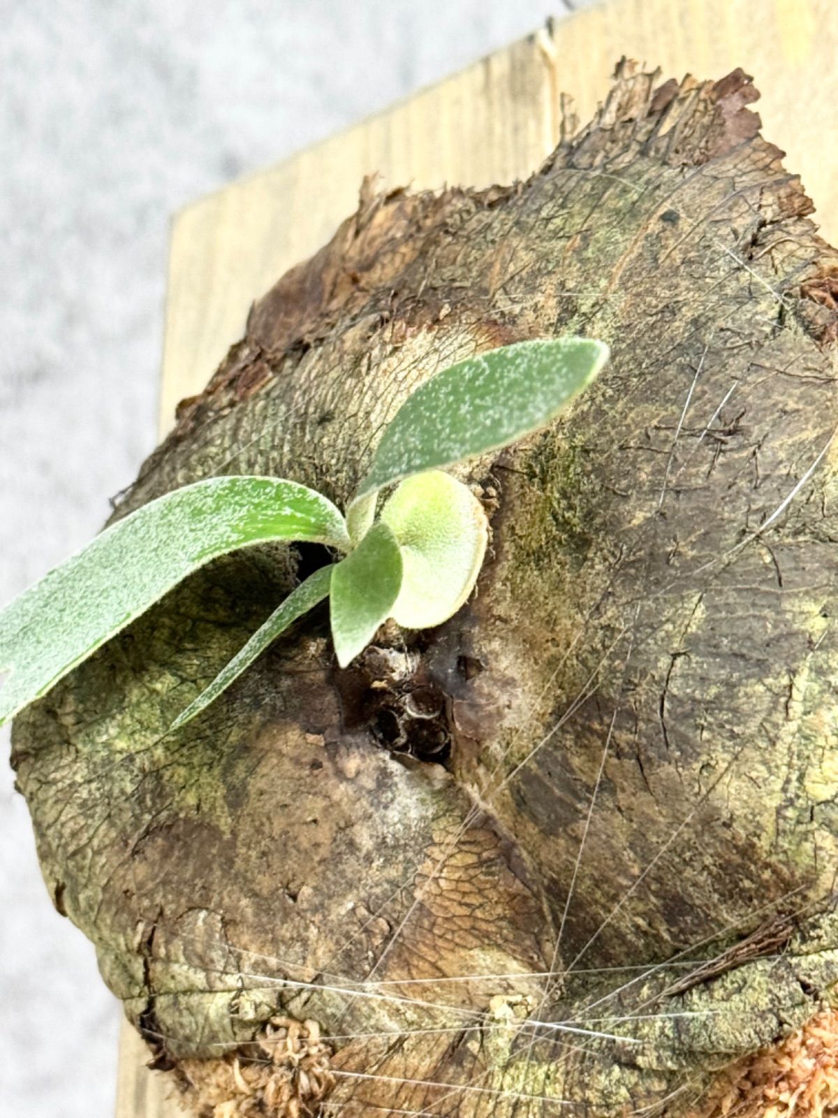 39 ＊希少限定一株！＊シルバードワーフ▽P.willinckii Wild