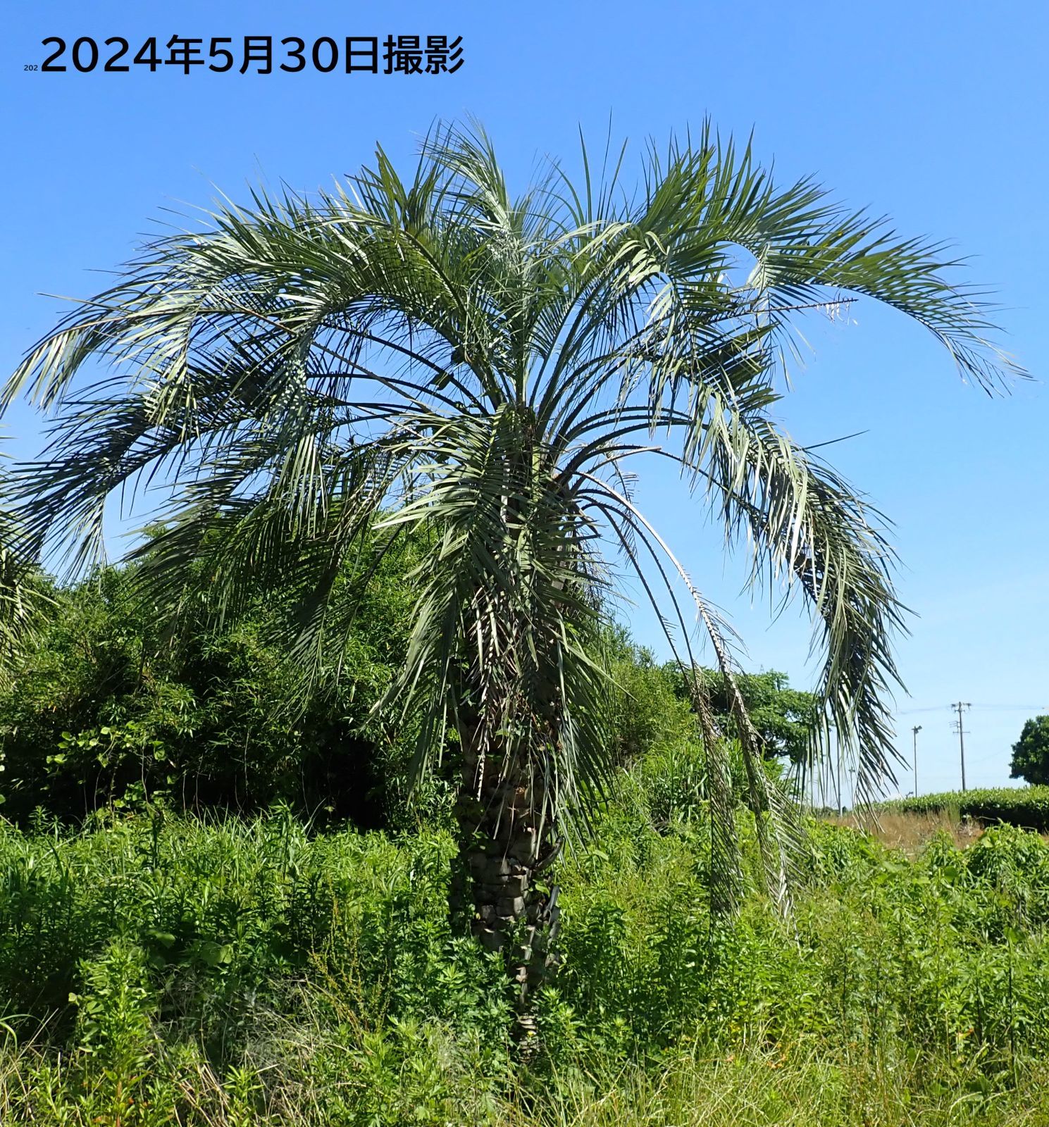 配達無料・植樹込み】樹齢約80年の巨大ココスヤシ 静岡県・御前崎産