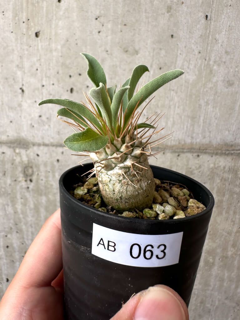 【現品限り】パキポディウム・ナマクアナム 光堂【AB63】 Pachypodium namaquanum【植物】塊根植物 夏型 コーデックス