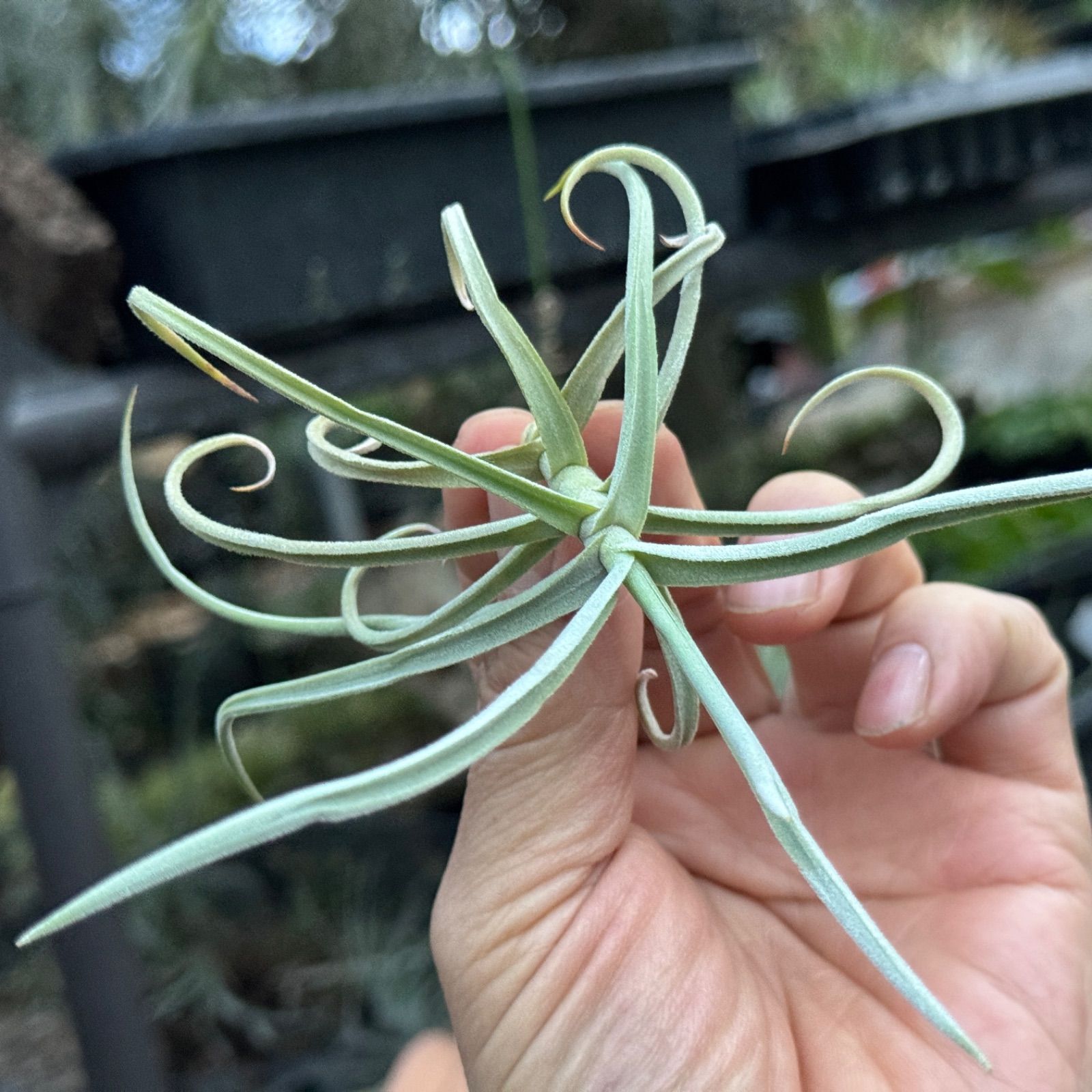 チランジア ドゥラティ Tillandsia duratii (ドュラティー・ドラティ 