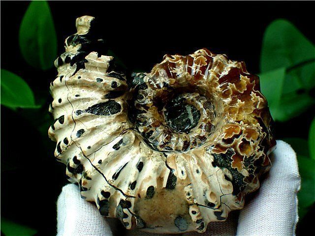 ☆貴重－アンモナイト縫合線オパール化石鉱物標本B84U3/137U47B - メルカリ