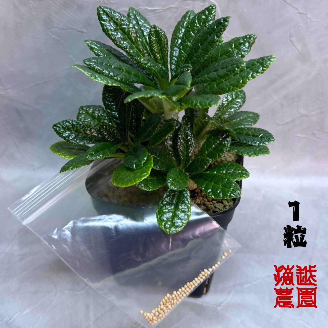 種子10粒】ドルステニア ギガス