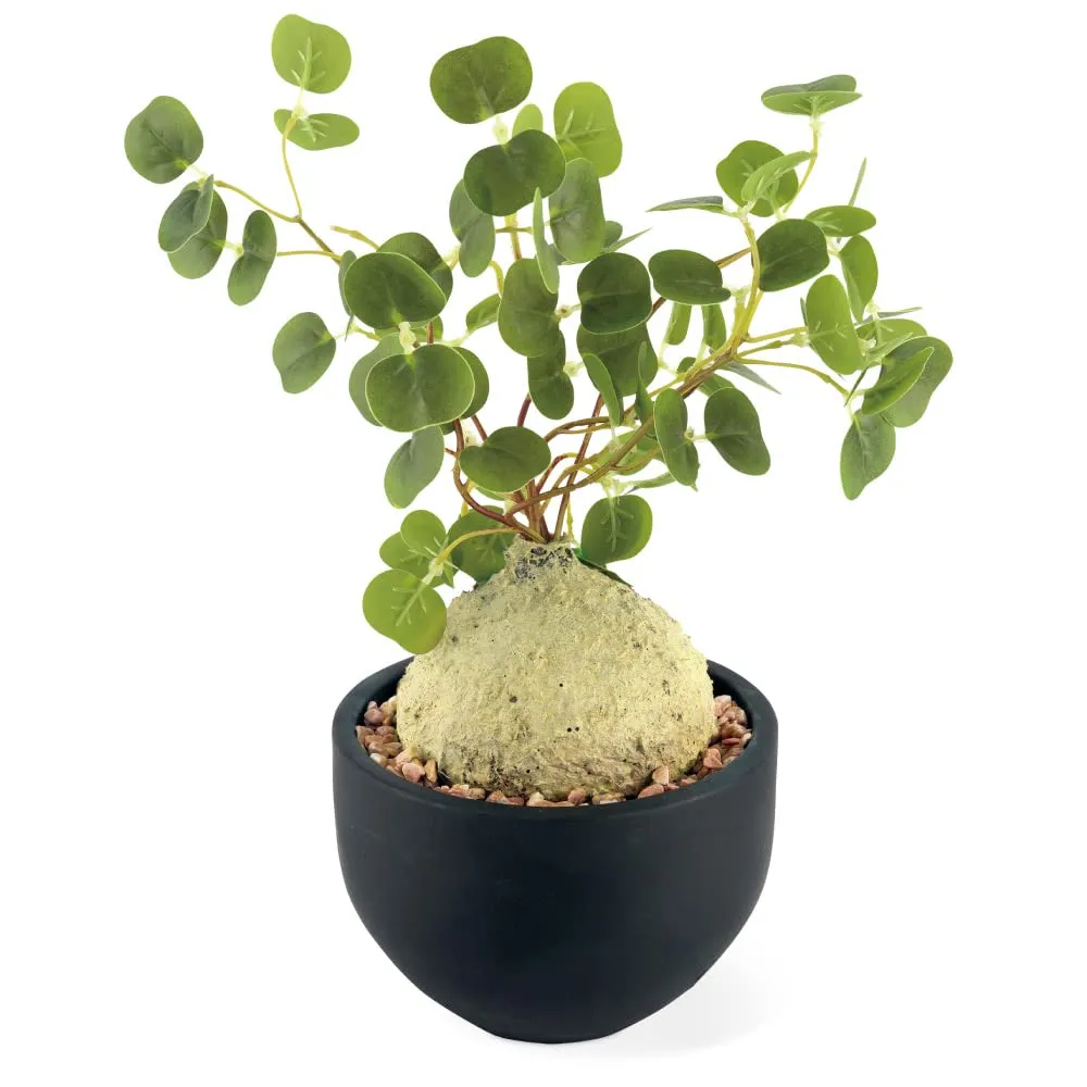 AnsedXchXDPiyHLwcsdJgd.jpg@webp