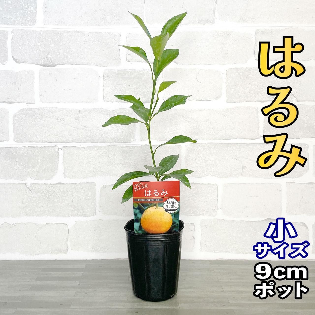 専用出品 柑橘苗木セット みかん苗木 ハイブリッド柑橘苗3種セット [せ