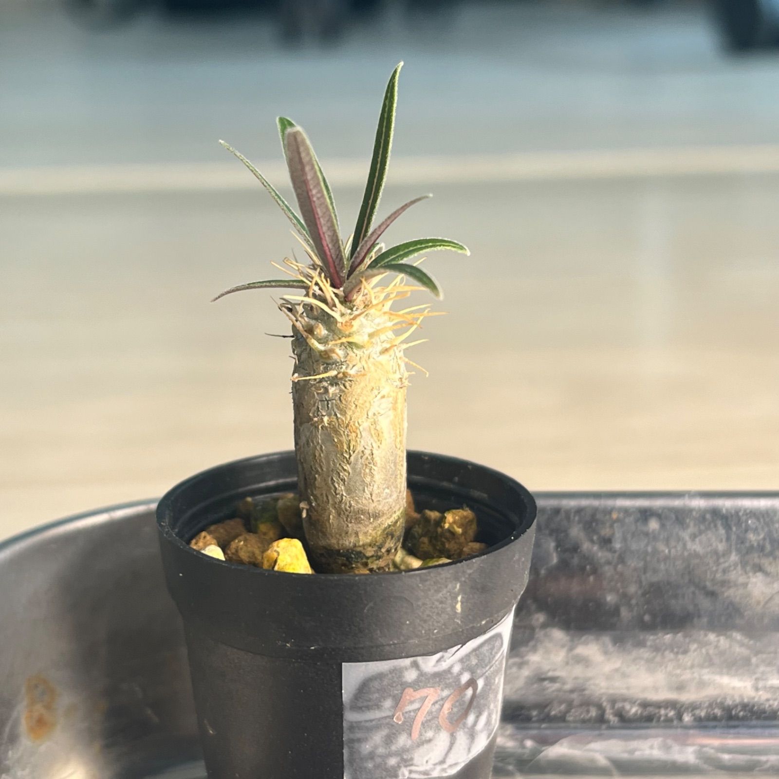 グラキリス 鉢ごと発送 グラキリス 鉢ごと発送