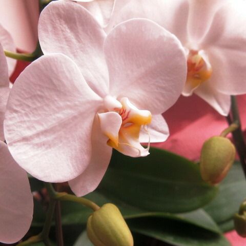 母の日 プレゼント ミニ胡蝶蘭 鉢植え 母の日ギフト 花鉢 かわいい胡蝶蘭 花言葉は幸福が飛んでくる