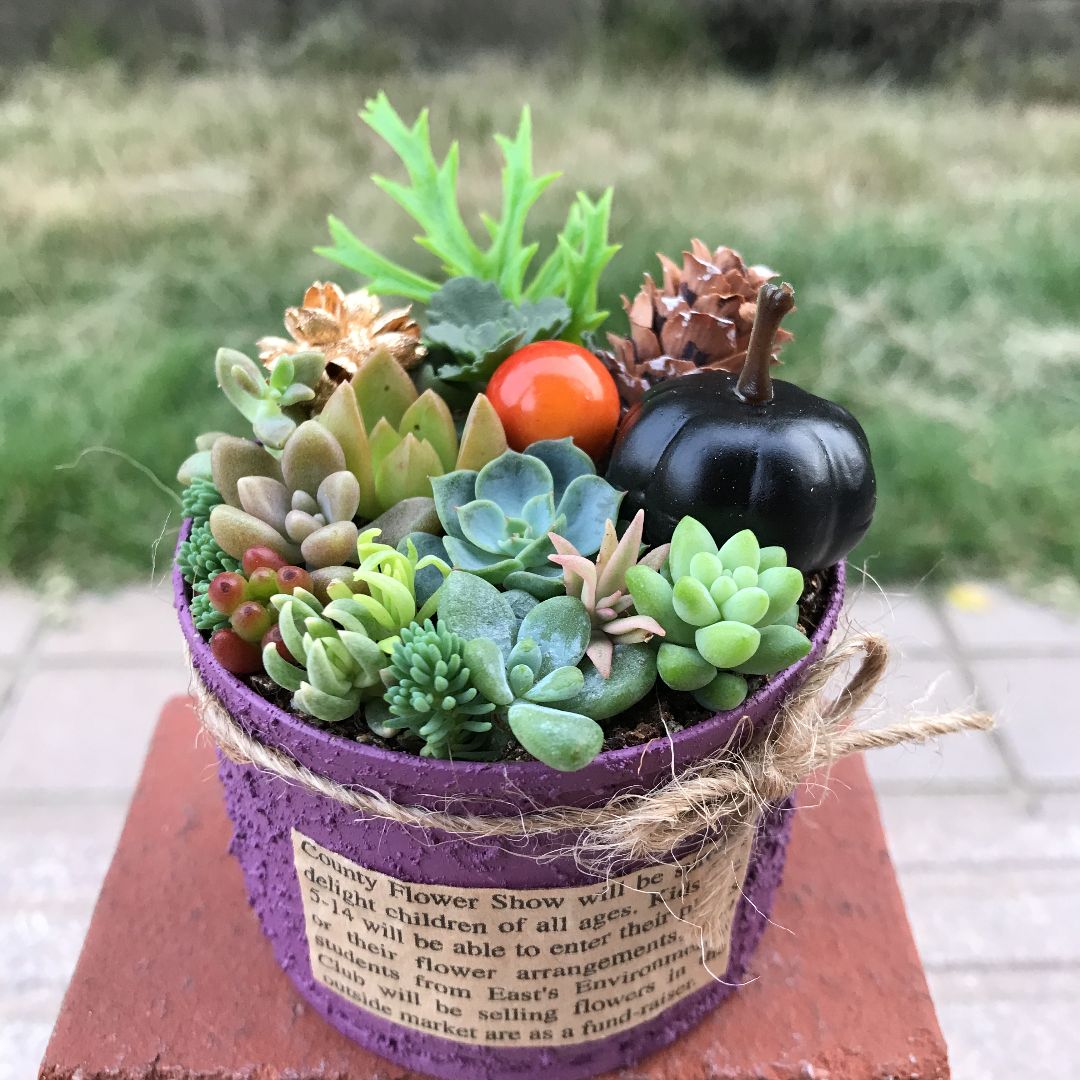 壁掛け❤️☆寄せ植え☆このまま飾れます☆豪華☆多肉植物 - 植物/観葉植物