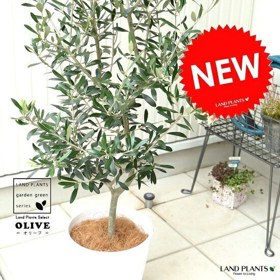 ユーカリ　グニー　スクエア型テラコッタ鉢植え　苗　シンボルツリー ユーカリ グニー スクエア型テラコッタ鉢植え 苗 シンボルツリー 大株