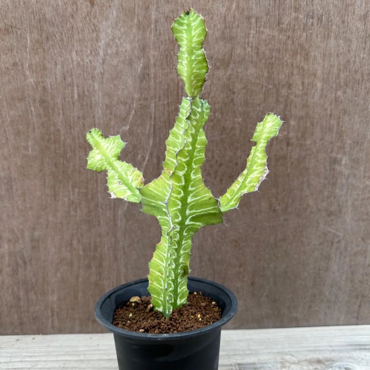 ユーフォルビア グランディアラータ② ユーホルビア キリン冠 Euphorbia grandialata ユーホルビア キリン冠 現品 観葉植物 観葉  植物 珍奇植物 珍奇 珍しい レア 希少 多肉植物 多肉 カクタス インテリア プレゼント