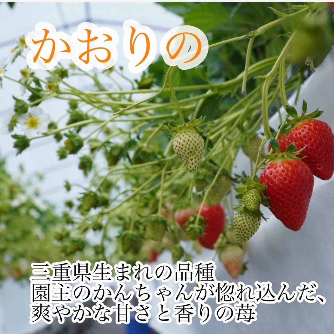 特大 愛媛県産新鮮朝採りいちご