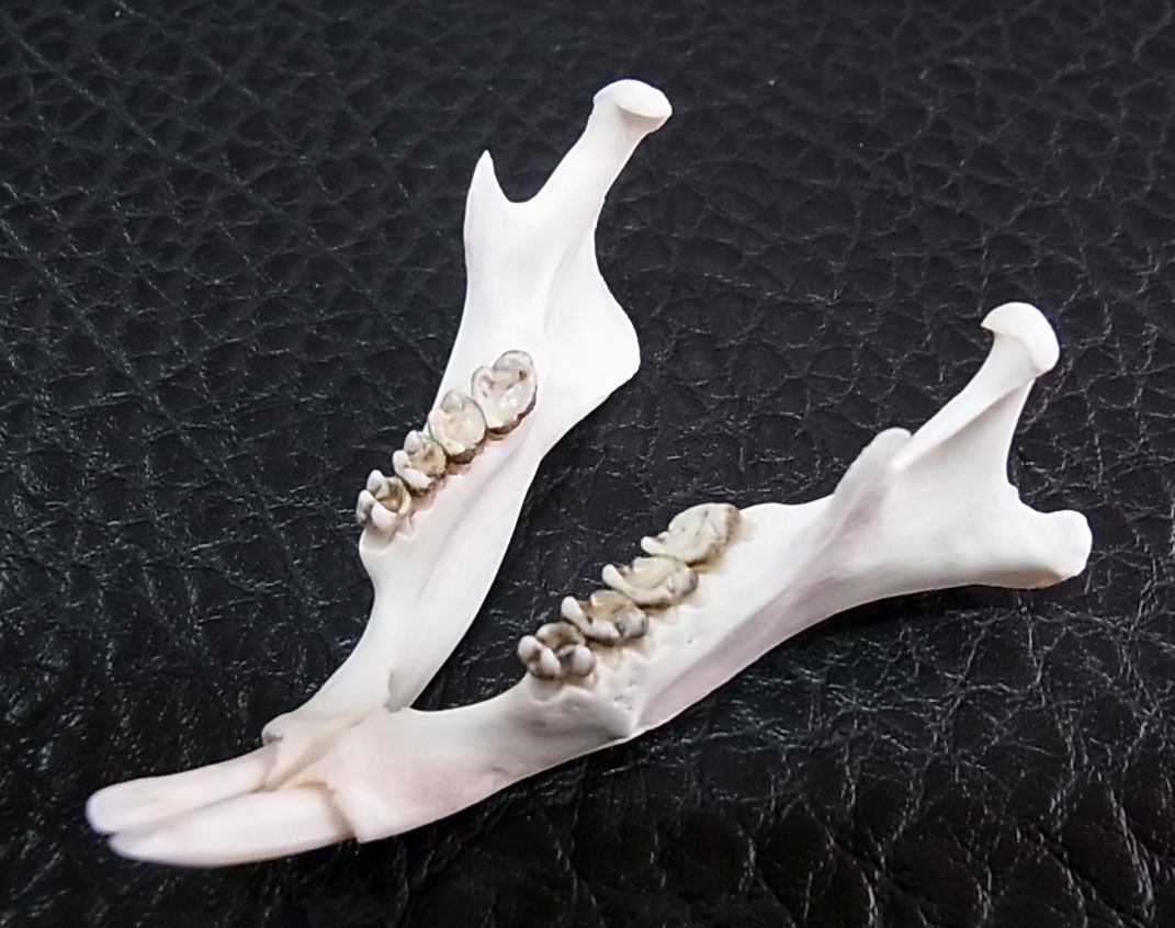 アメリカ便 ウッドチャックの頭骨 - メルカリ