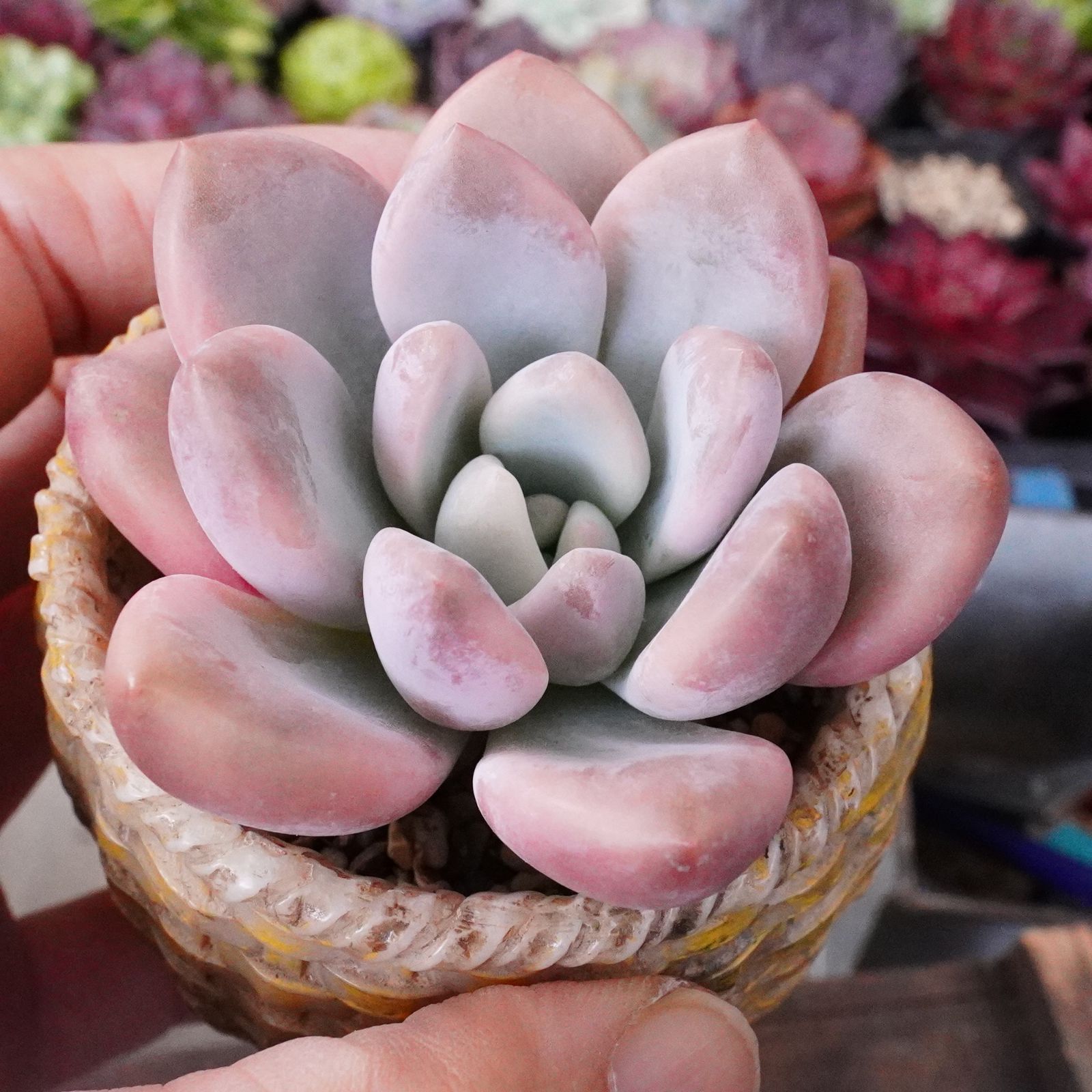 BLACKFRIDAY20%OFF！※再入荷※【オパリナ錦】薄斑入り グラプトベリア