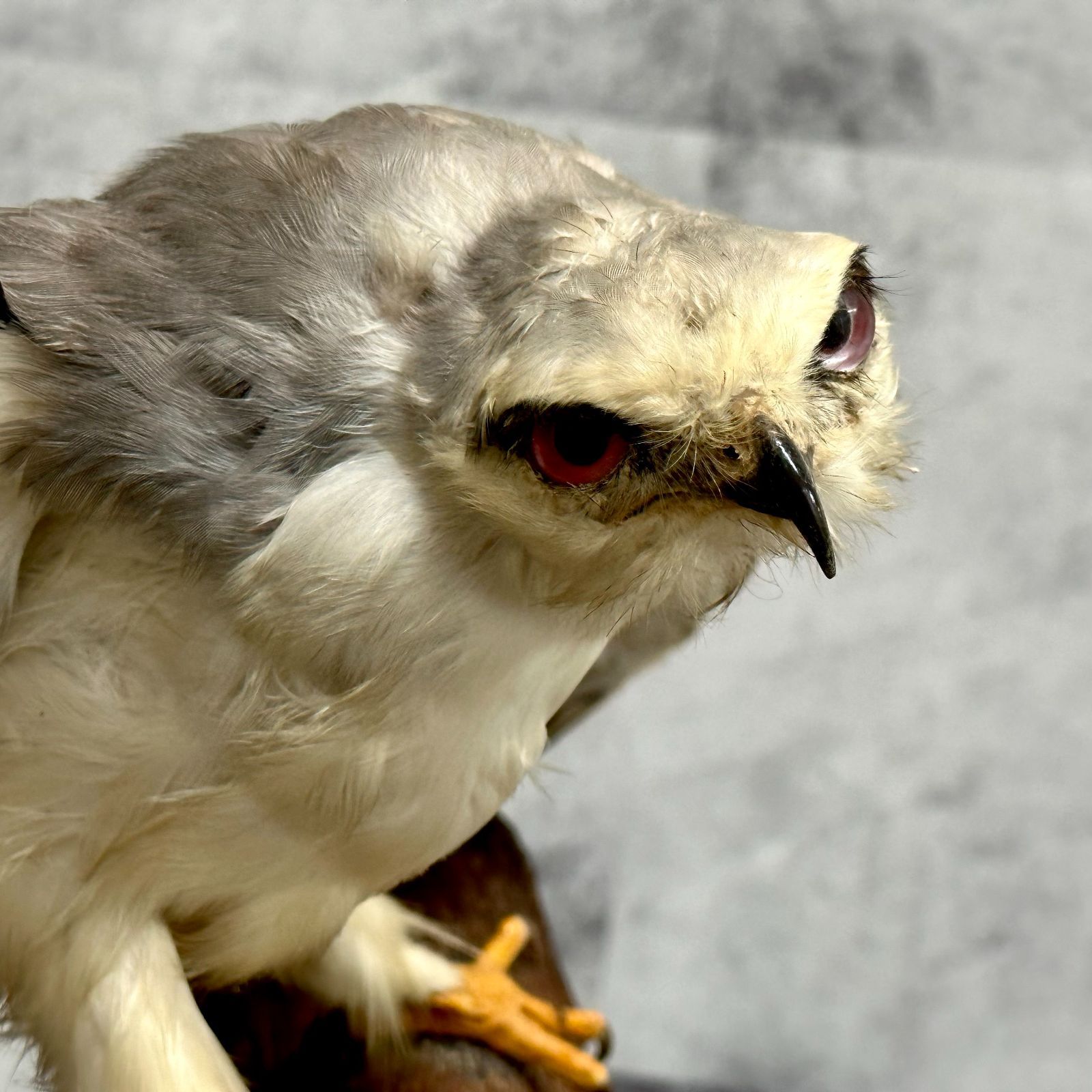 トンビ トビ 剥製 はく製 鳶 カタグロトビ インテリア リユース品 - メルカリ