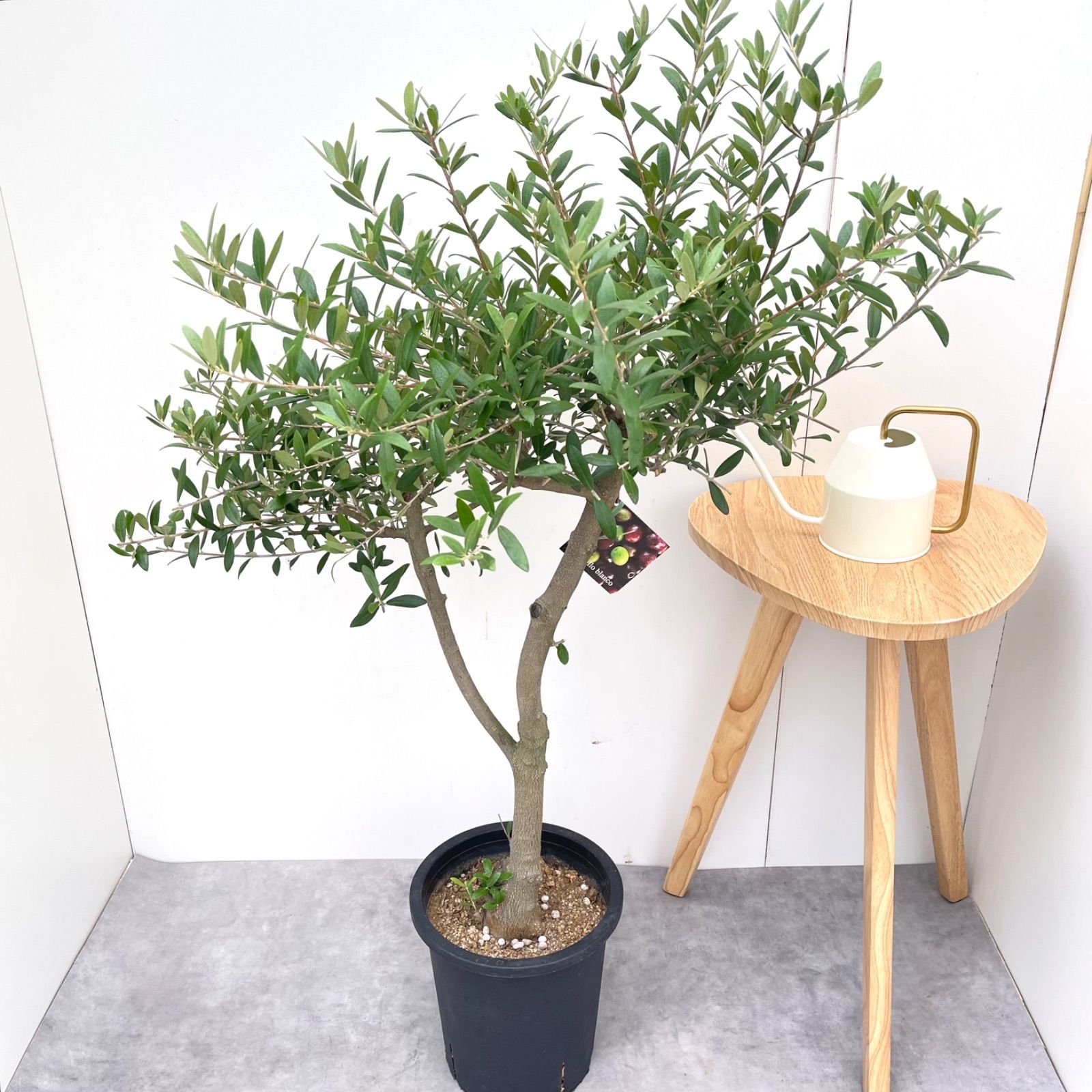 ボンボン　souju 　創樹　オリーブ　ネバディロブランコ　鉢植え　苗 オリーブ ネバディロブランコ 19【現品】観葉植物 創樹 SOUJU