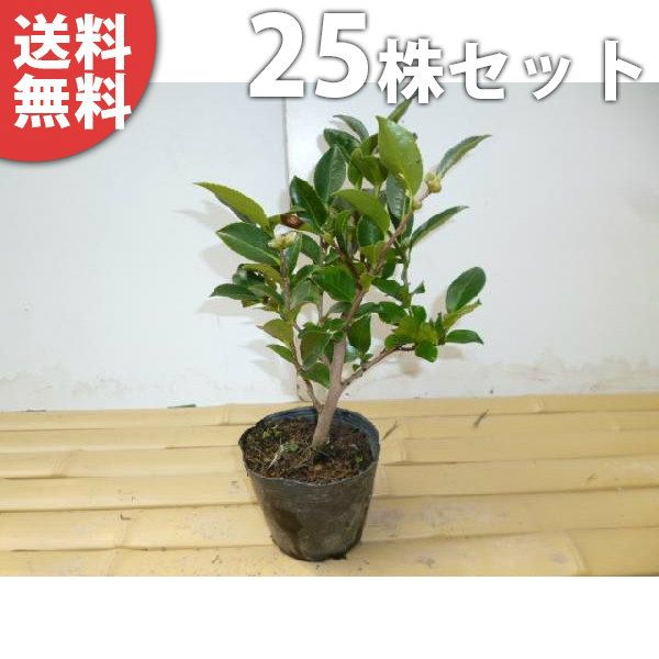 販売 masa様専・購入前に必ず説明欄を読んでください masa様専・購入前