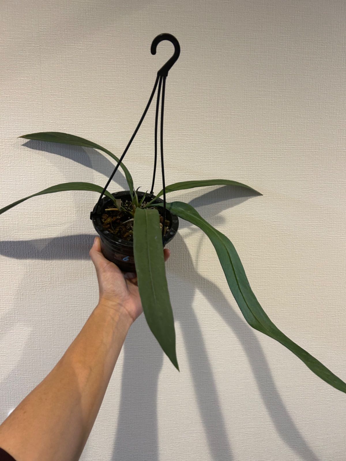 希少 アンスリウム ビッタリフォリウム 4号 吊り鉢 苗 観葉植物 - メルカリ