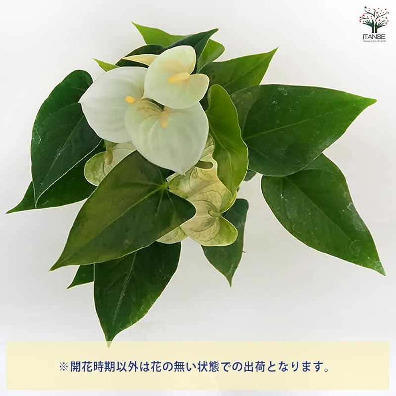 ＩＴＡＮＳＥ アンスリウム ナモラ 白花 5号 1個売り 品種で選べる観葉植物 学名 Anthurium●白花の中輪品種で 仏炎苞が純白です 花径は5～6cmほどで 草丈はあまり高くならず コンパクトな姿を保ちます 室内の卓上や窓辺に飾るのにいいサイ YUZUMIYA_COM