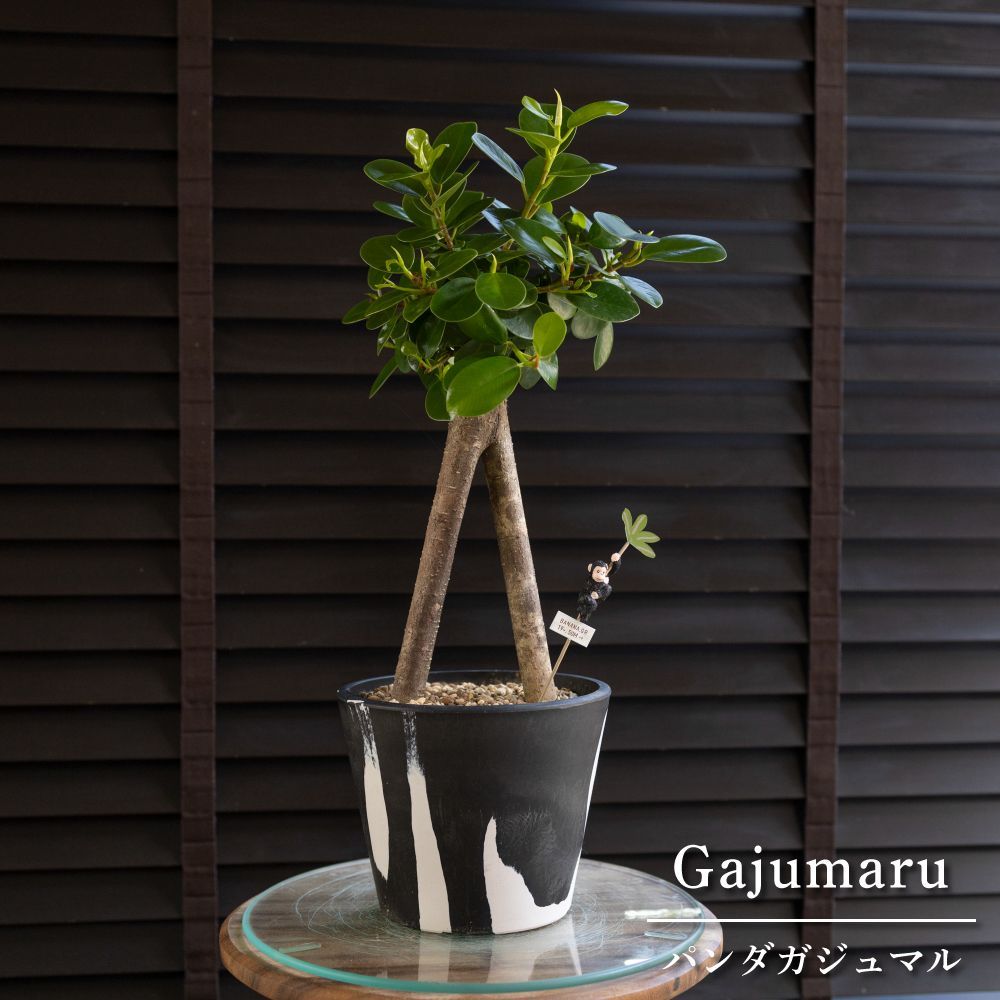 観葉植物パンダガジュマル8号ポット多幸の木