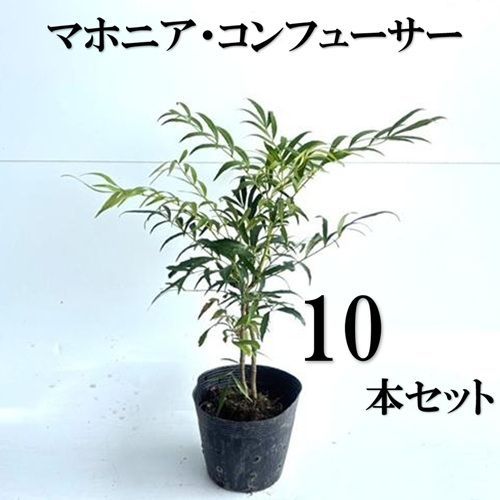 10本セット マホニア コンフューサ樹高0.3m前後15cmポット