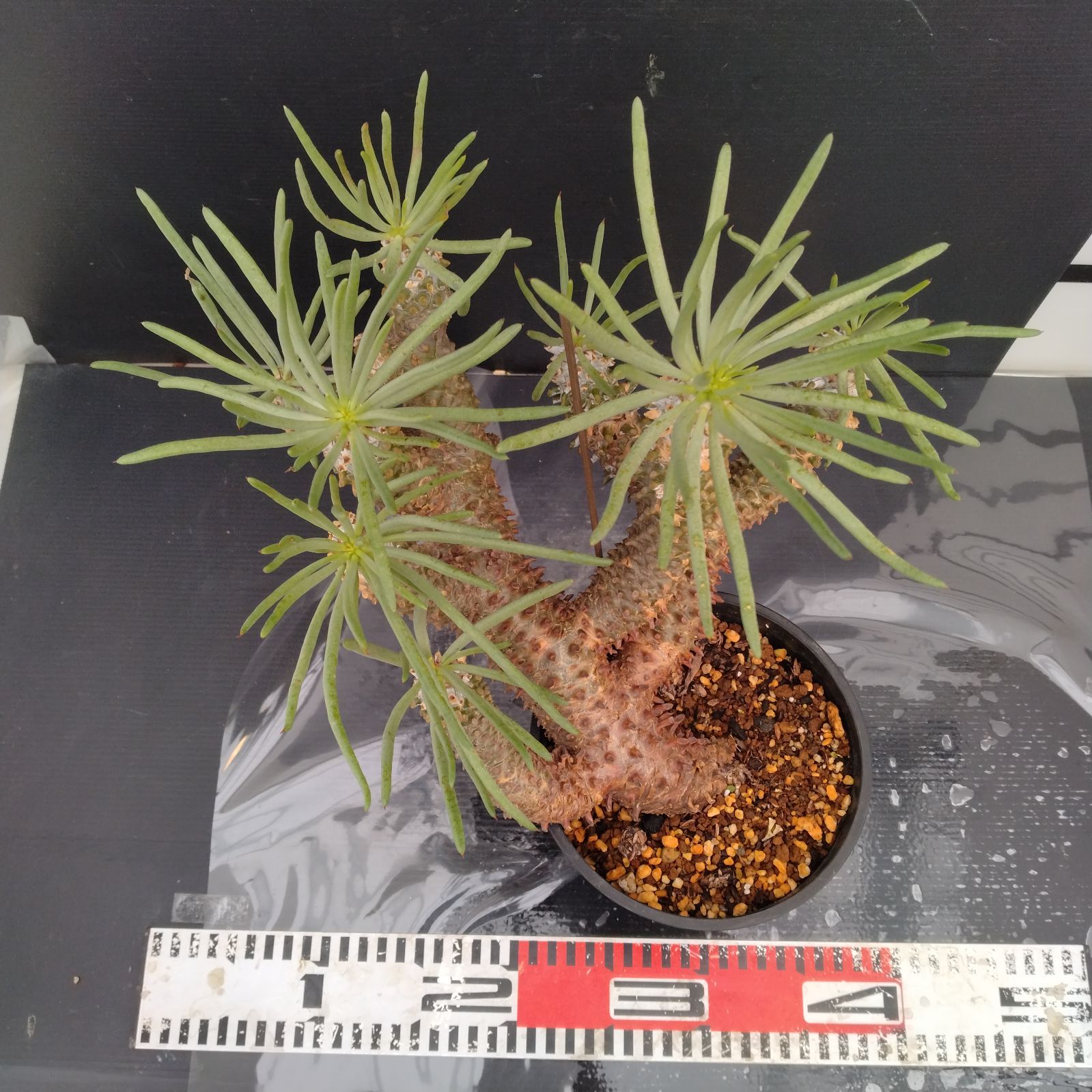 【やちょちょ】Elatostema salvinioides 10株 Yahoo!オークション - 【超小型人気種】Elatostema salvinioides