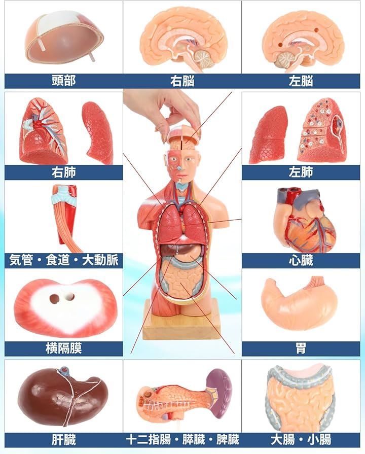 KIYOMARU ソフトな質感で15分解できる卓上サイズの人体解剖模型 人体