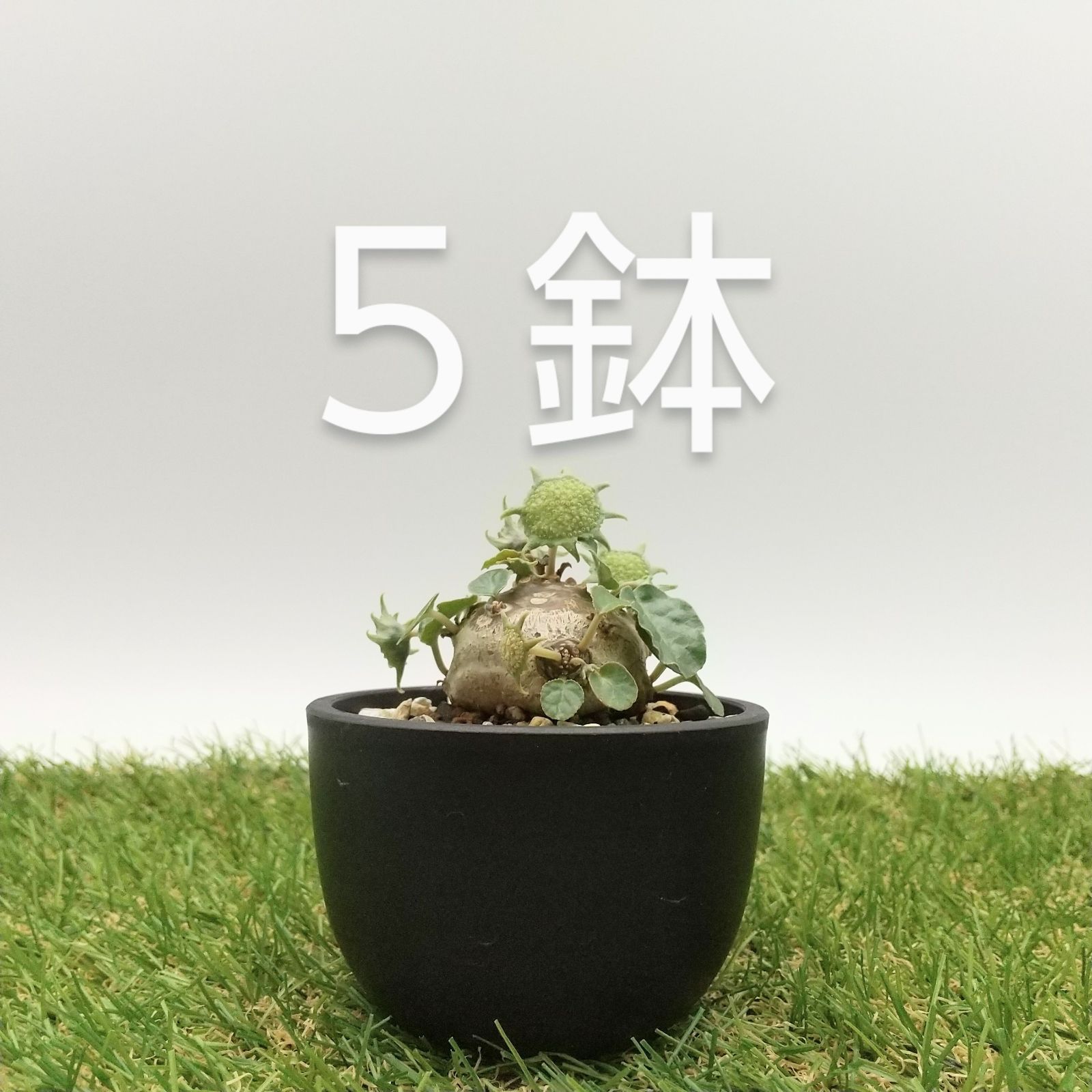 塊根 5セット