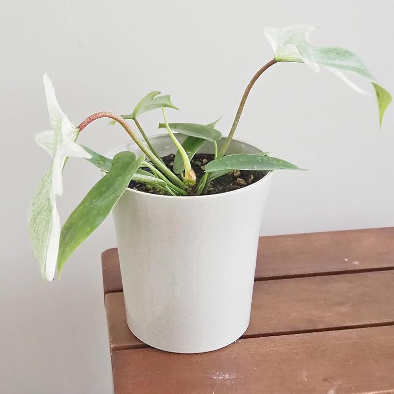 ＩＴＡＮＳＥ フィロデンドロン フロリダゴーストミント 4号 2個セット 品種で選べる観葉植物 学名 Philodendron Florida Ghost Mint サトイモ科フィロデンドロン属 非耐寒性常緑多年草●独特の葉色と形状が特徴 新芽は