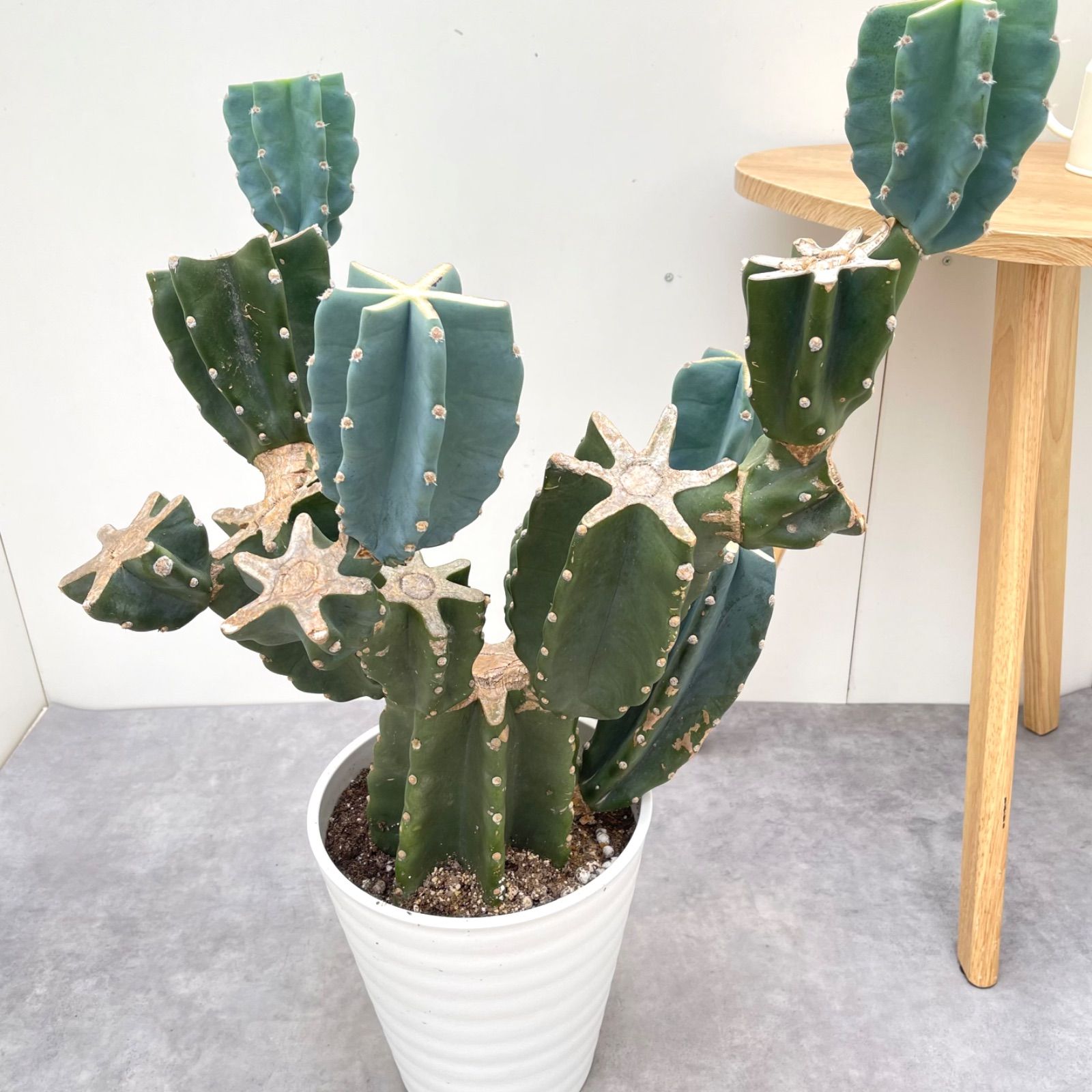 柱サボテン ブランチ