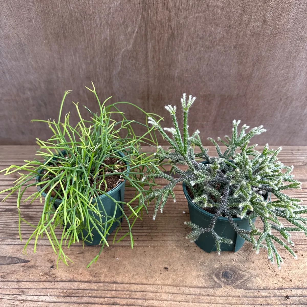 リプサリス 2種セット カスッサ、フロストシュガー 現品 糸葦 イトアシ