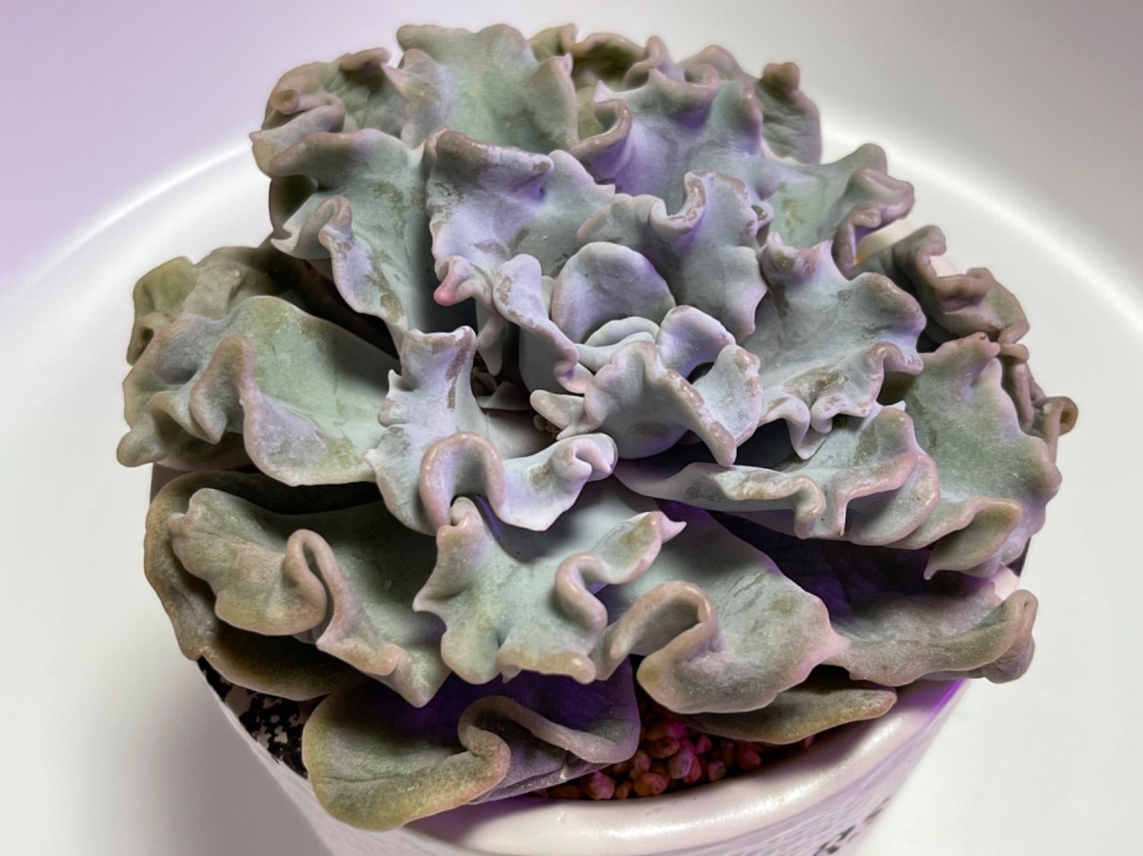 ❤️専用出品❤️✨メルカリ便✨クリスペートビューティー ❤️抜き苗