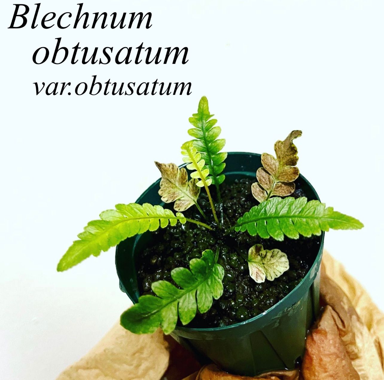 Blechnum obtusatum var. ブレクナム・オブツサタム はじまる植物 メルカリ