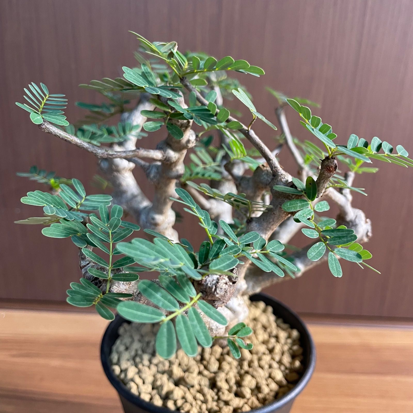 センナ・メリディオナリス 実生株 - メルカリ