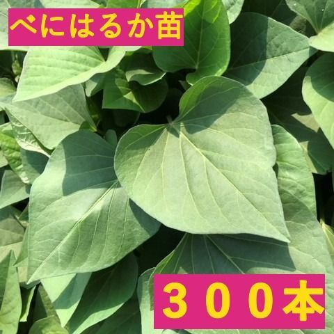 予約 発送時期6月上旬 さつまいも苗 300本 べにはるか 茨城県産