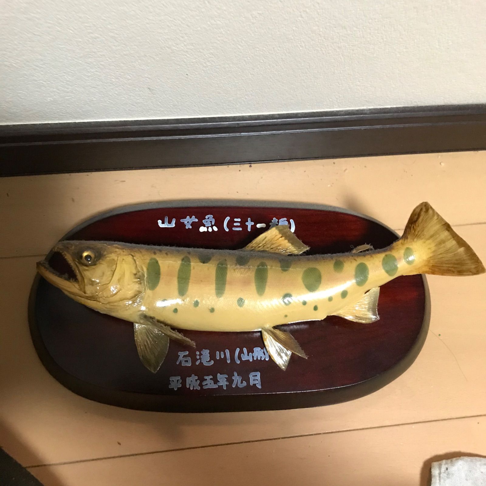 ヤマメ　山女魚　剥製　北海道ネイティブ　雄40cm 作品紹介】ヤマメ40cm 渓流シーズンも残りわずかとなりました