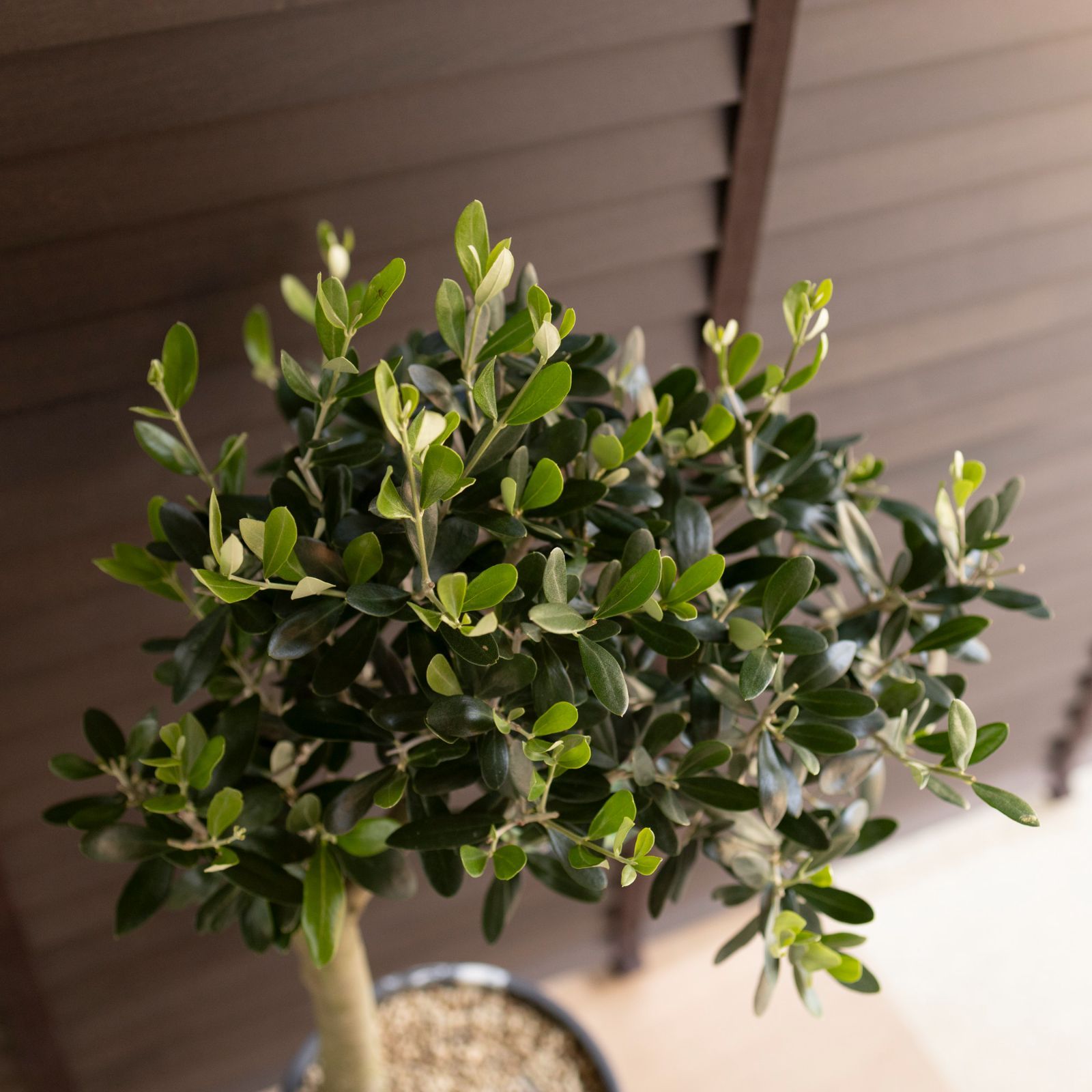 観葉植物 創樹 Olive オリーブの木 盆栽 ルッカ SOUJU Lucca BONSAI