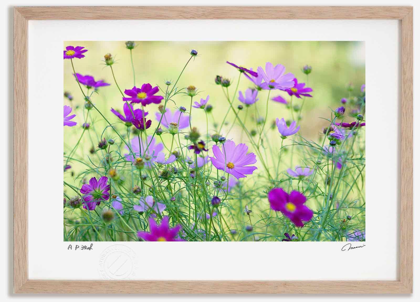 限定品 花井祐介 JUXTAPOZ ジークレープリントHanai yusuke 花井祐介