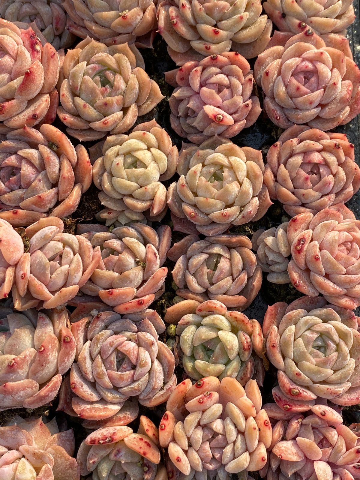 新入荷 氷の人形 鮮やかな105苗セット 土と根付き 多肉植物 エケベリア