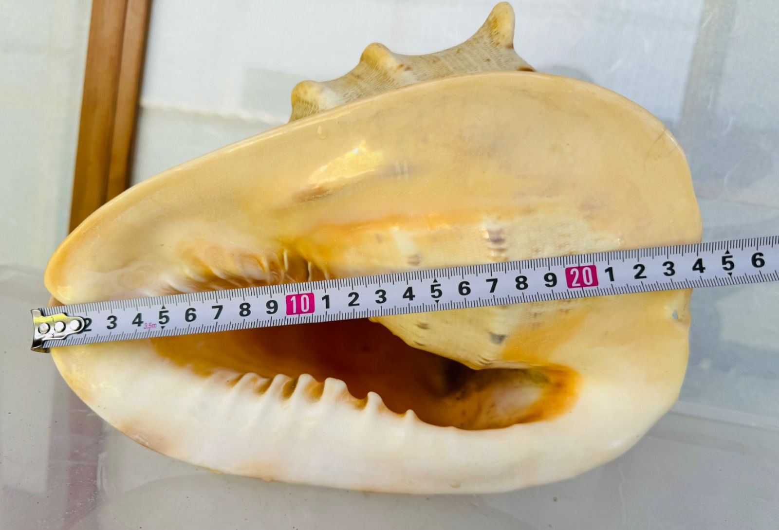 トウカムリガイ 置物