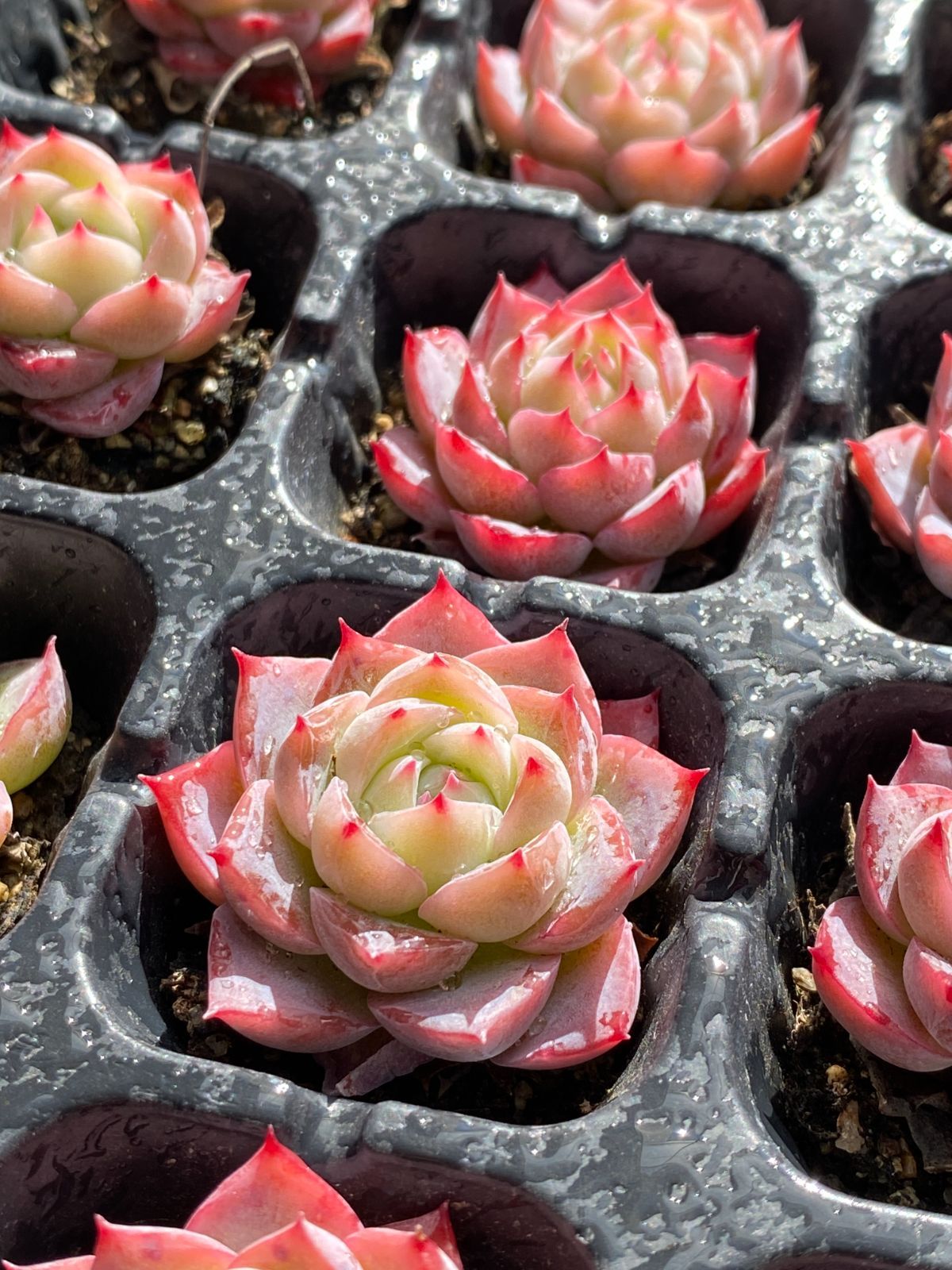 エケベリア Echeveria - Yahoo!オークション 多肉植物 新入荷