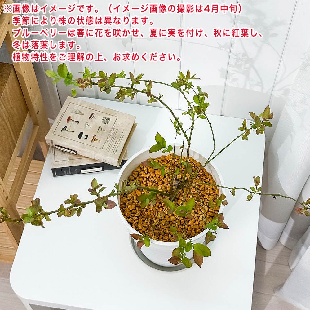 PLANCHU 果樹 ブルーベリー ホームベル 7号鉢 受け皿付き 育て方 