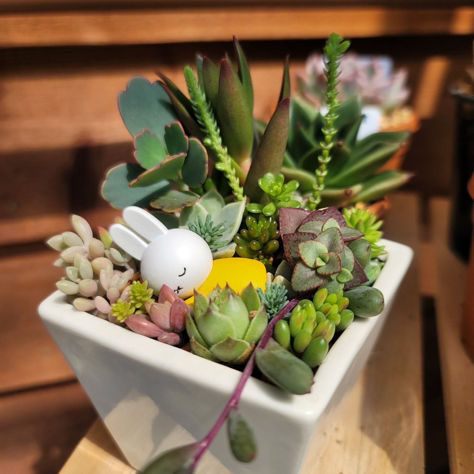 受注制作】 そのまま飾れる多肉植物 寄せ植え (土、鉢込み) 鉢 B