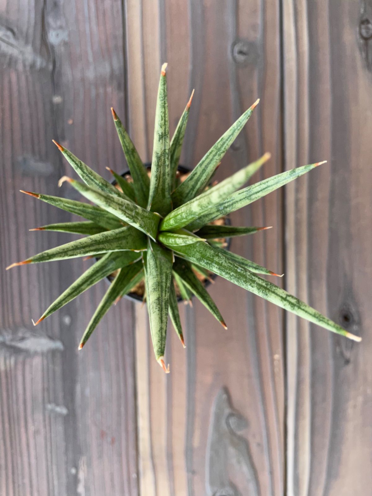 美しい 新品 未使用 サンスベリア フランシシー ビザールプランツ 多肉植物 抜き苗 植物 観葉植物 Micpsil Com Micpsil Com