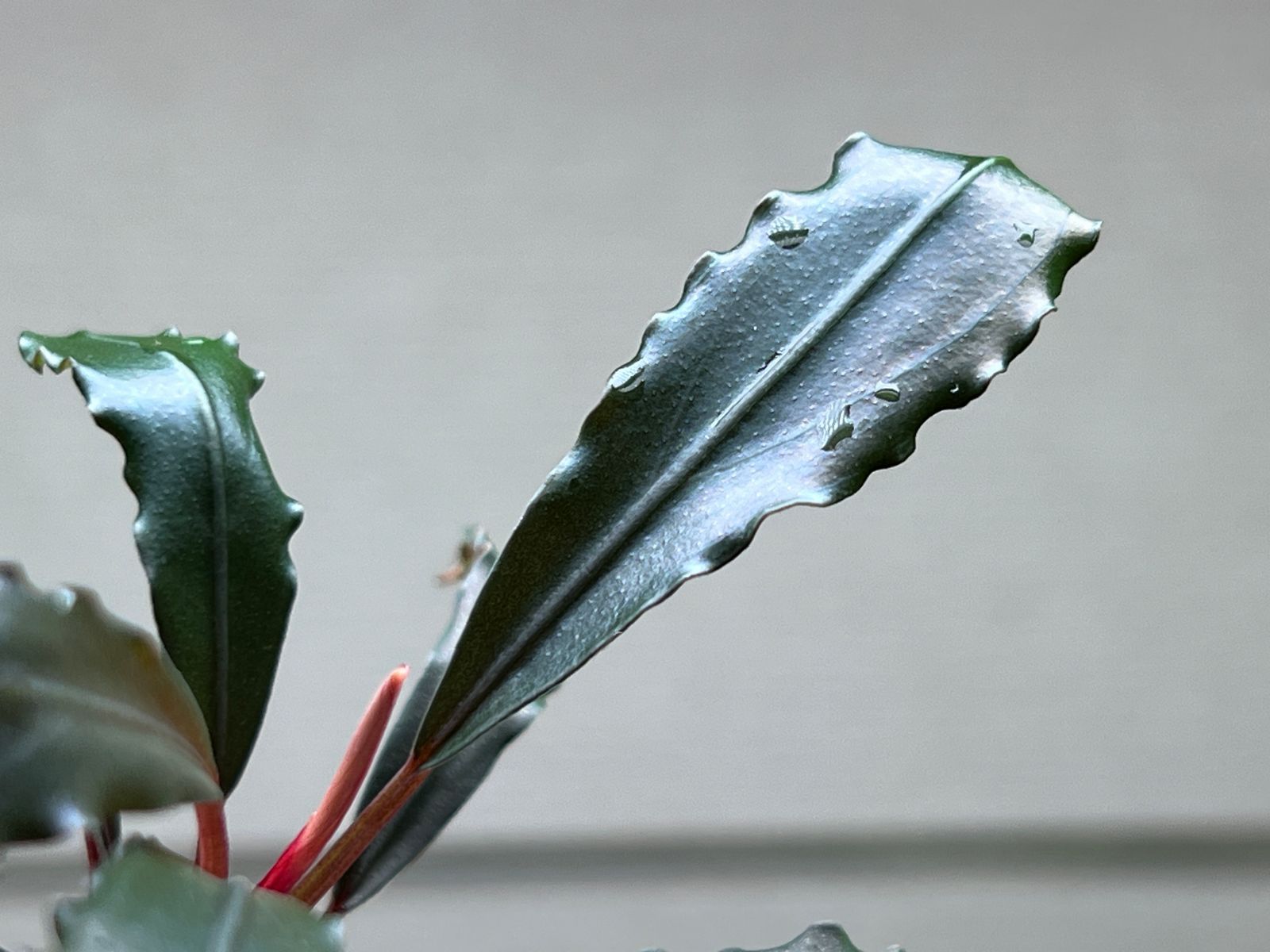 (June) ブセファランドラ Bucephalandra sp Cypris KN Underside leaf detail *Limited