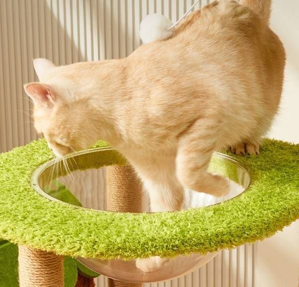おしゃれ 爪とぎ