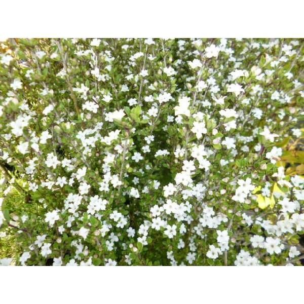 10本セット ハクチョウゲ樹高0.4m前後15cmポット