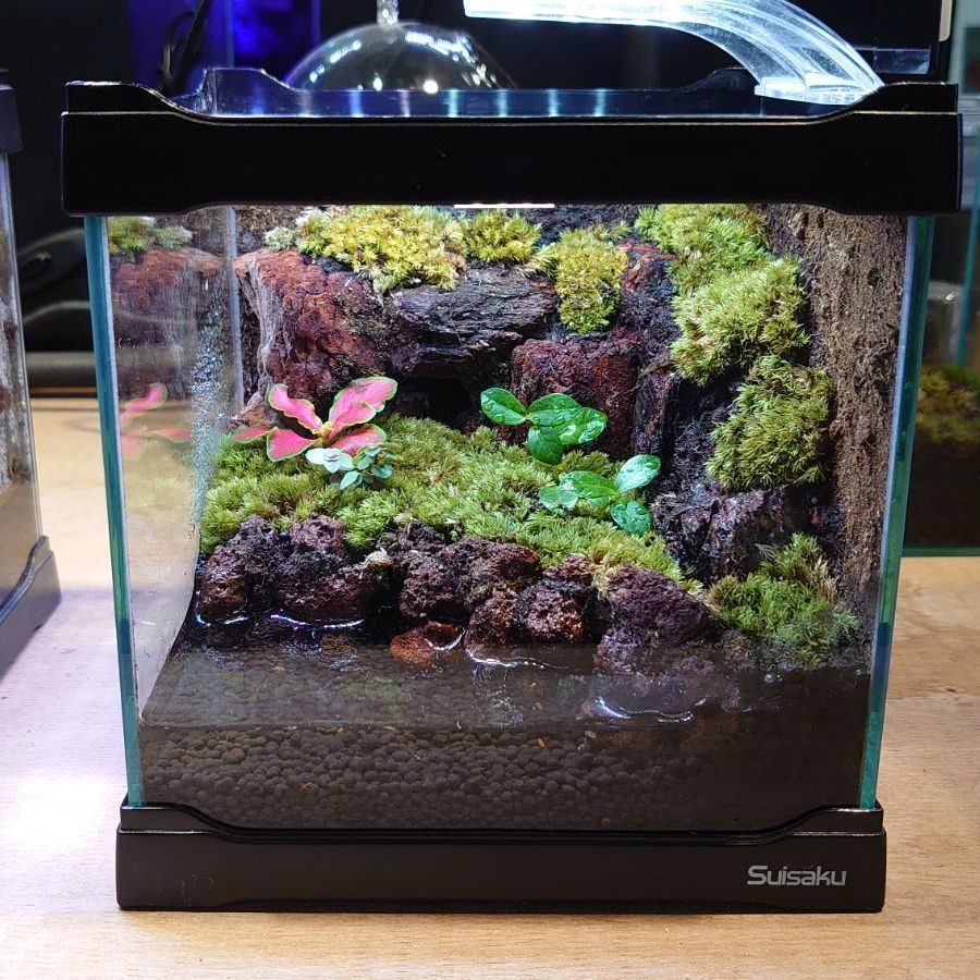 コケリウム イモリウム （20cmキューブ水槽完成品 イモリウム