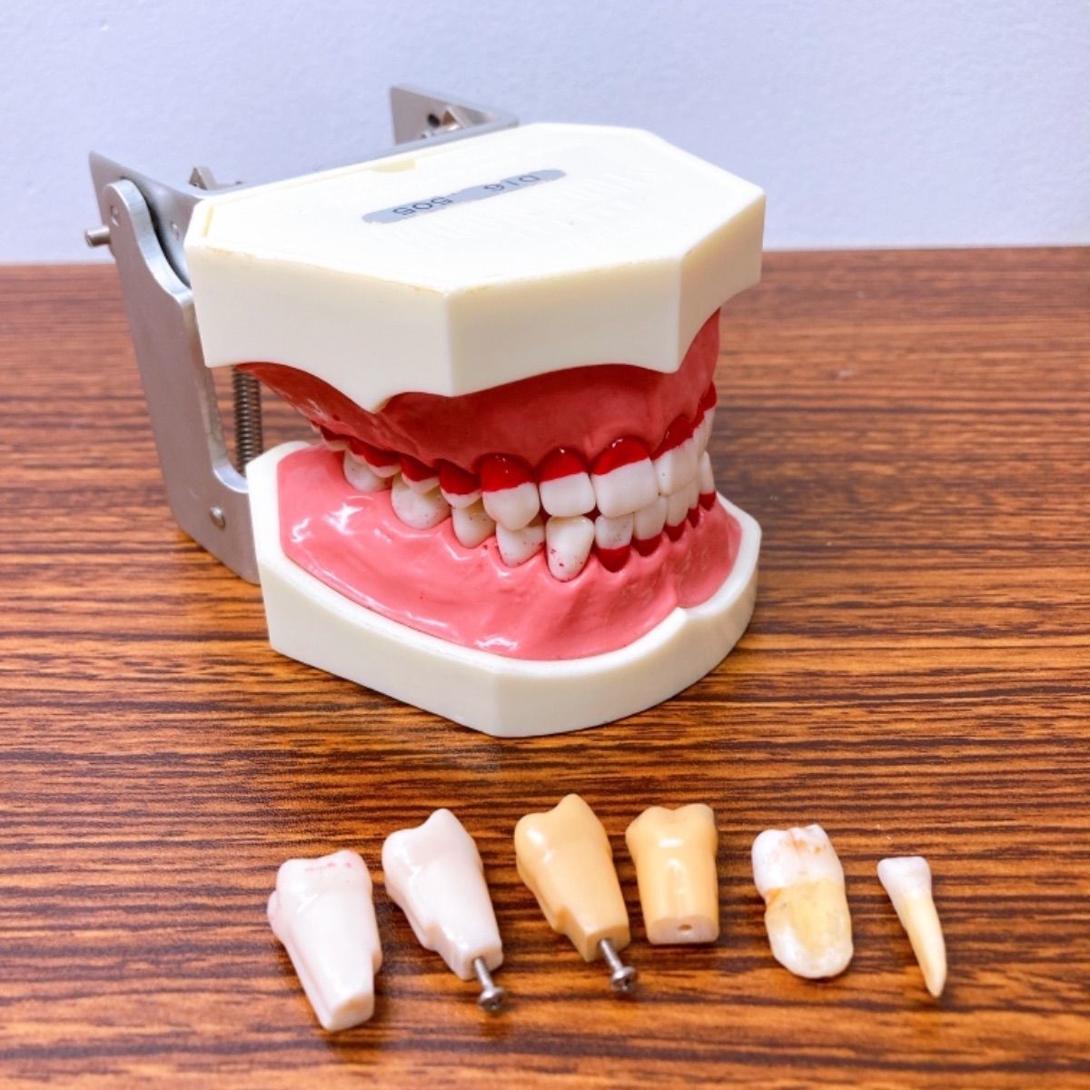 NISSIN デンタルスタディモデル 歯の模型 歯科衛生士 練習