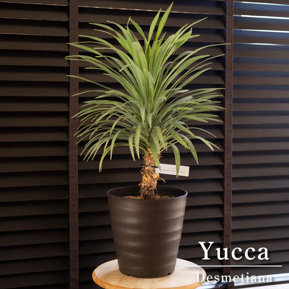 引取限定 ユッカ デスメティアーナ Yucca 検) ロストラータ リギダ 