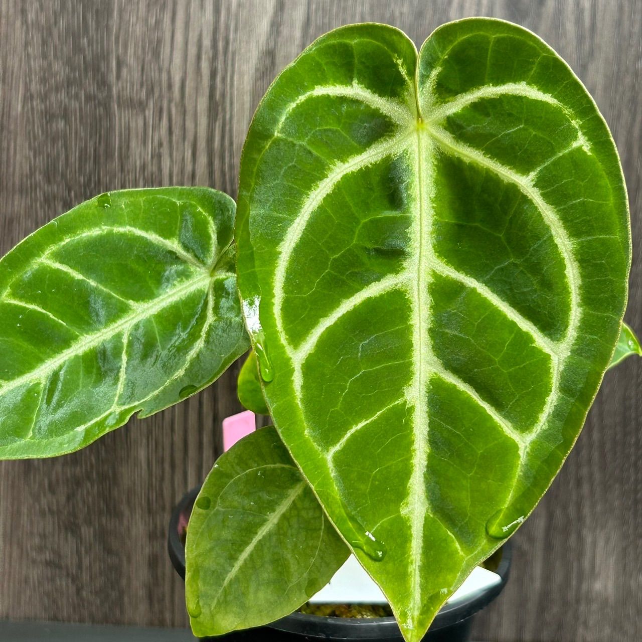 Peperomia argyreia variegated/スイカ ペペロニア⑤ 楽天市場