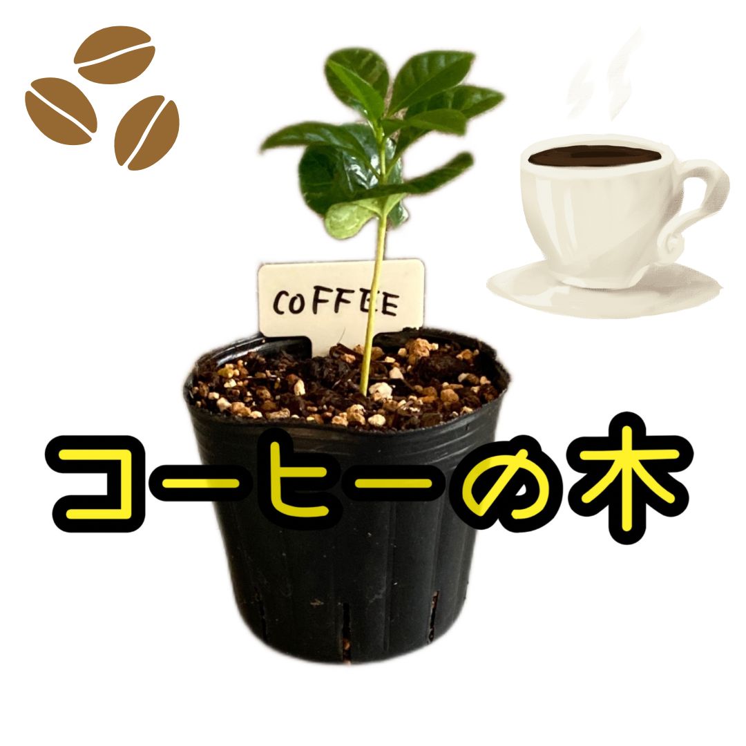 コーヒーの木】農薬・化成肥料 不使用！(栽培期間中) - メルカリ